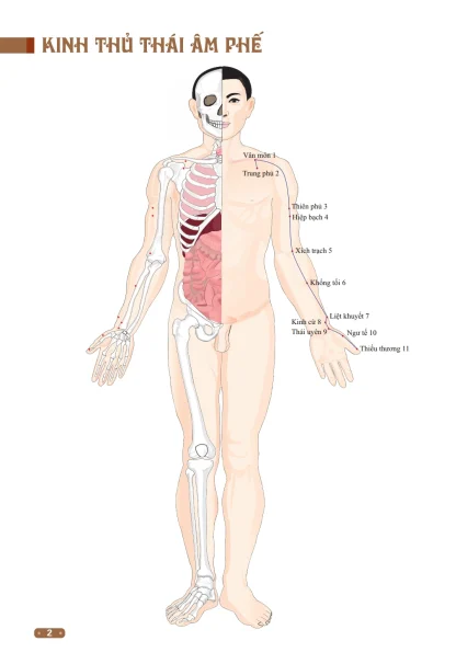 Đồ Giải Kinh Lạc Huyệt Vị Cơ Thể - Từ Bình - Ảnh 6