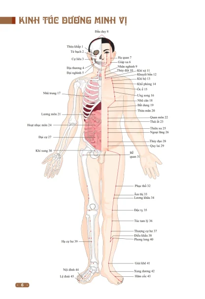 Đồ Giải Kinh Lạc Huyệt Vị Cơ Thể - Từ Bình - Ảnh 4